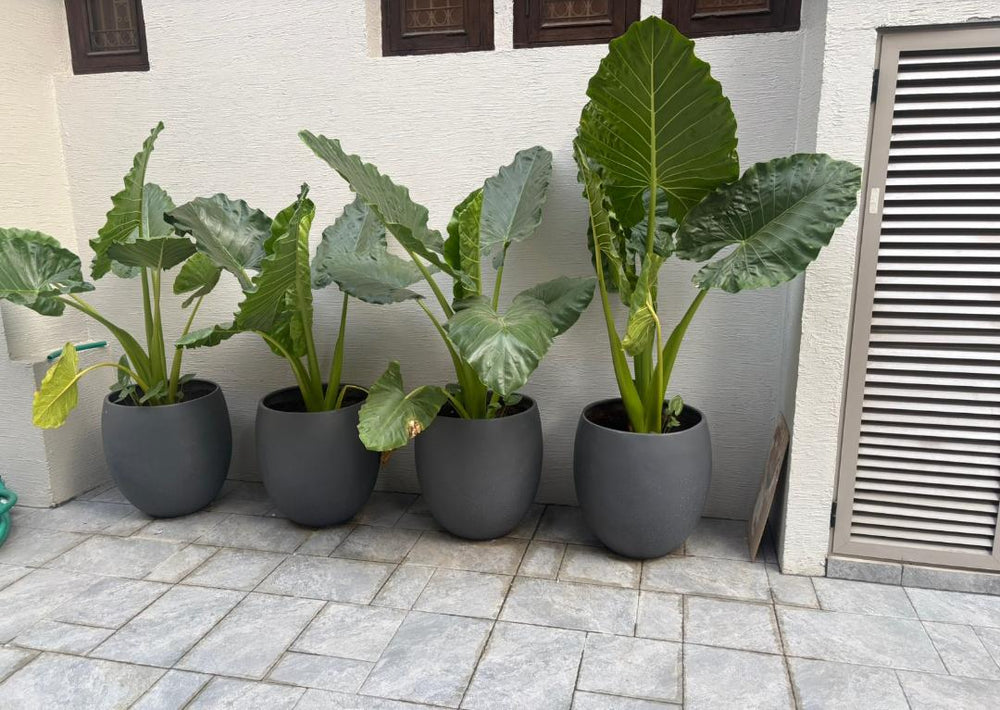 Alto Planter