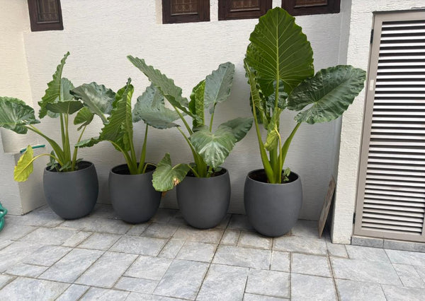 Alto Planter